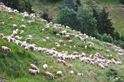 87 Gregge al pascolo al Vendullo di Valleve